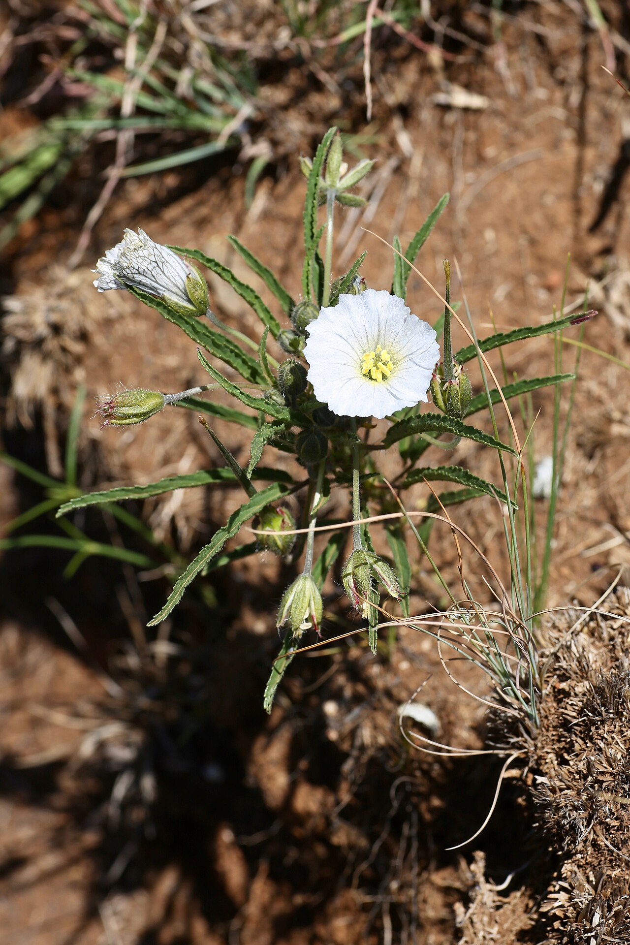 Attenuated monsonia: South Africa, KwaZulu-Natal, Giants Castle Game Reserve.