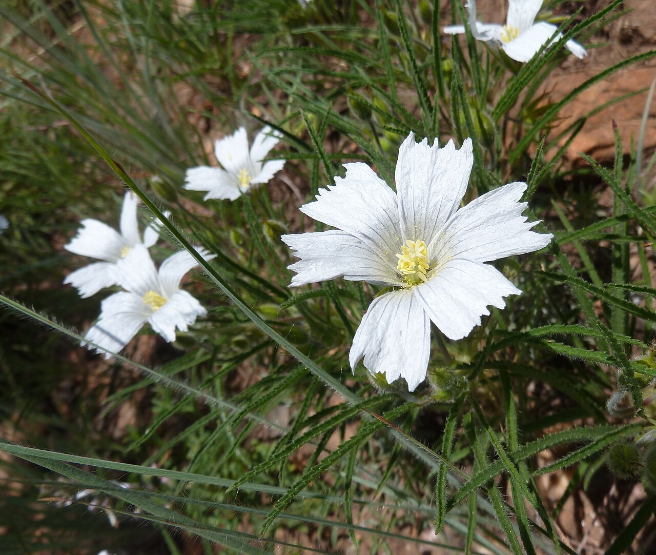 Attenuated monsonia: Monsonia attenuata in Walter Sisulu National Botanical Garden