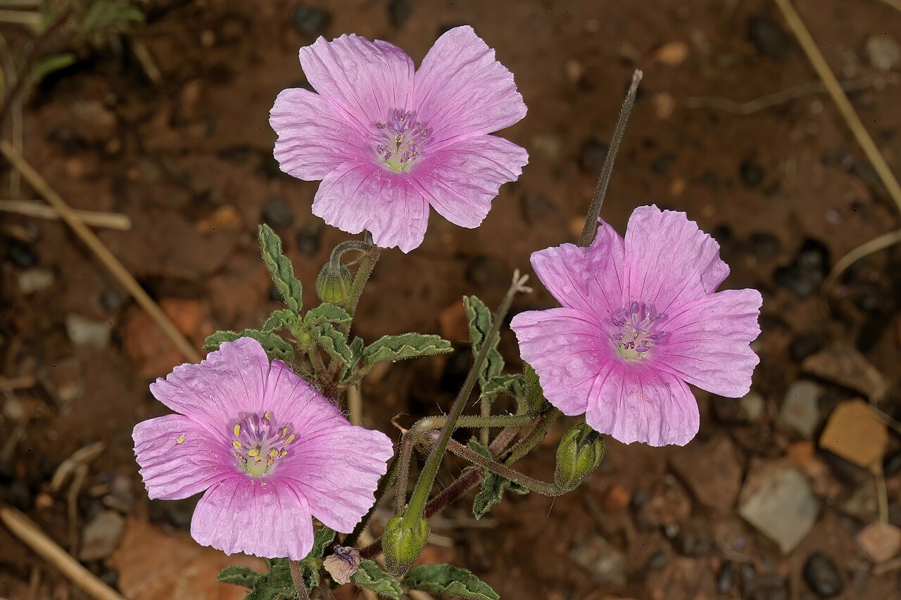 Crane's bill: Monsonia biflora (= Monsonia burkeana ), flowers; recently burned grassland on dolomite, between Carltonville and Ventersdorp. North West, South Africa