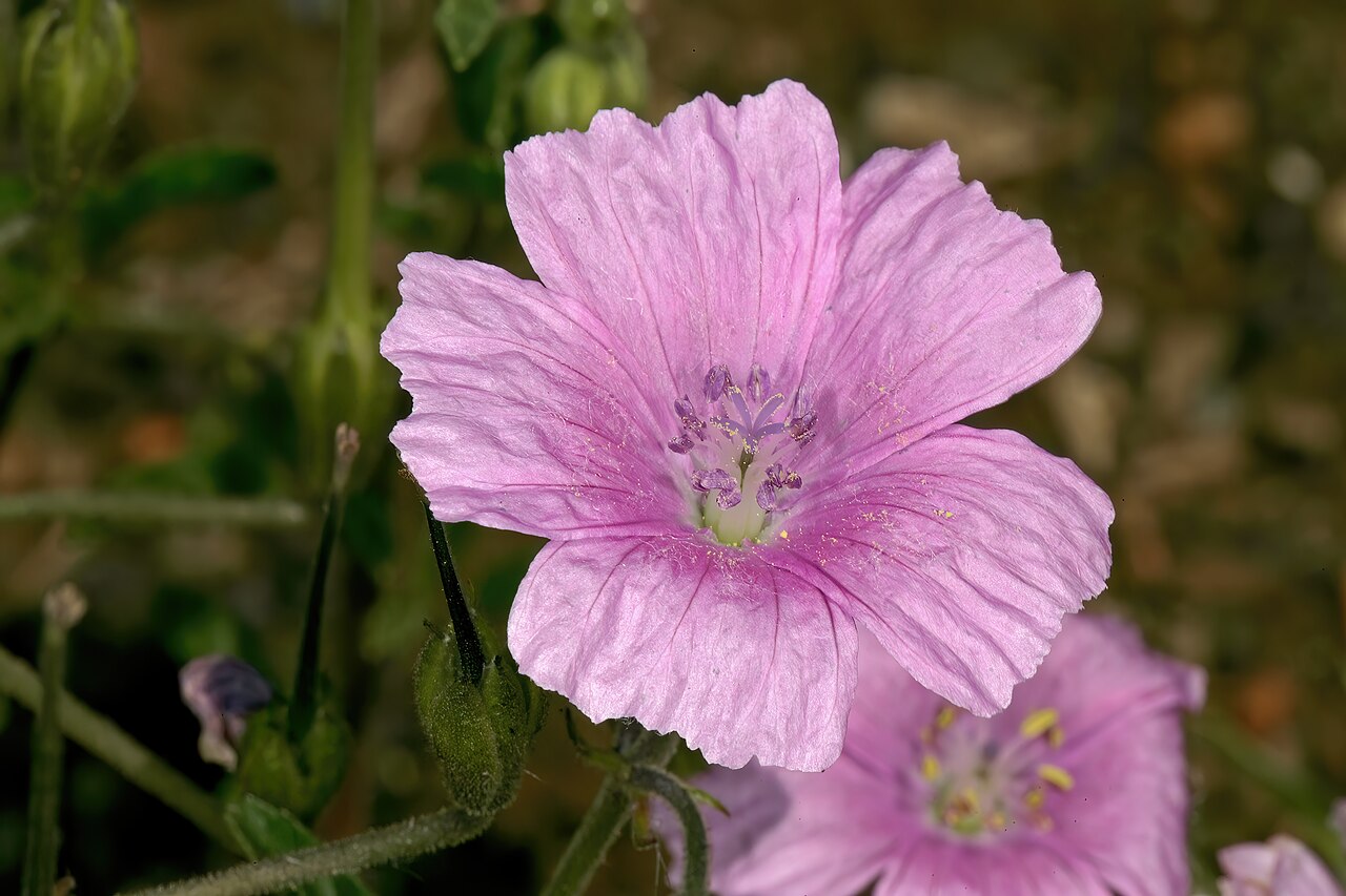 Crane's bill: Monsonia biflora (= Monsonia burkeana ), flowers; recently burned grassland on dolomite, between Carltonville and Ventersdorp. North West, South Africa