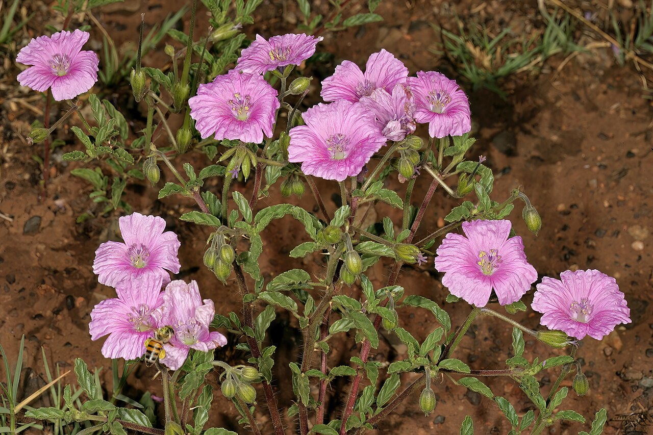 Crane's bill: Monsonia biflora (= Monsonia burkeana ), plant in flower; recently burned grassland on dolomite, between Carltonville and Ventersdorp. North West, South Africa