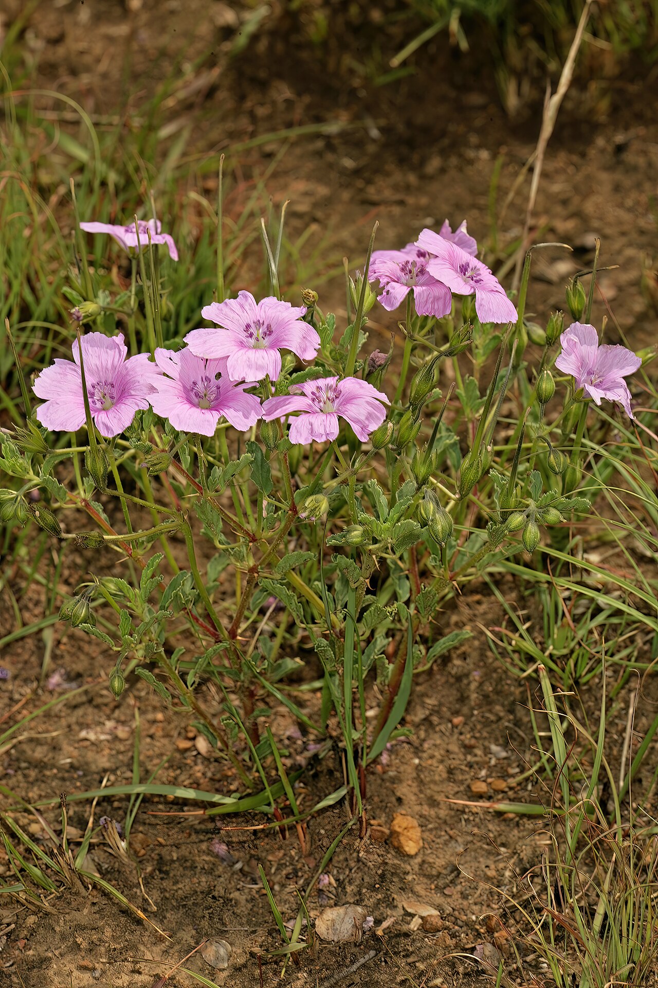 Crane's bill: Monsonia biflora (= Monsonia burkeana ), plant in flower; recently burned grassland near Ventersdorp, North West, South Africa