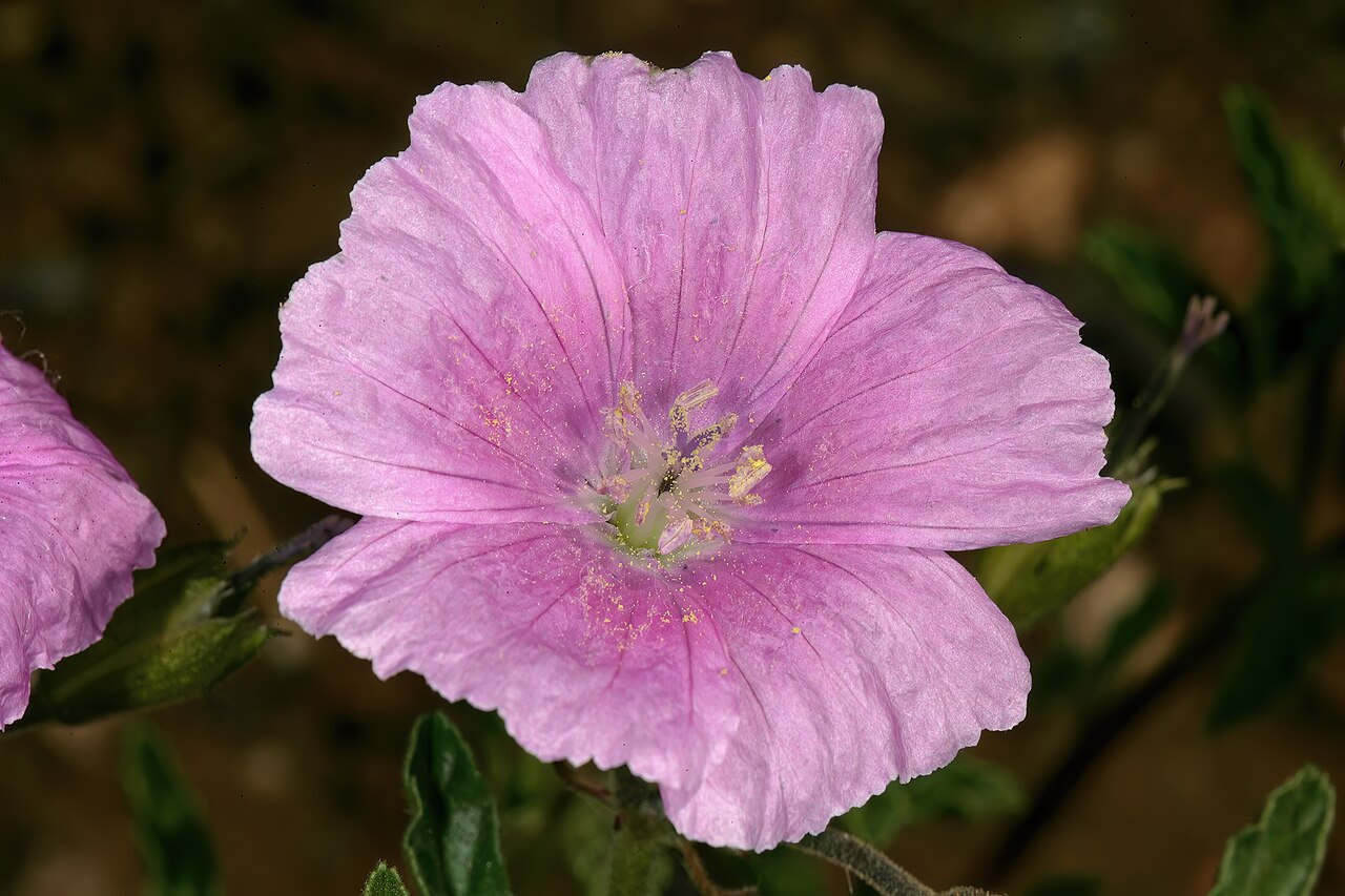 Crane's bill: Monsonia biflora (= Monsonia burkeana ), flower; recently burned grassland on dolomite, between Carltonville and Ventersdorp. North West, South Africa