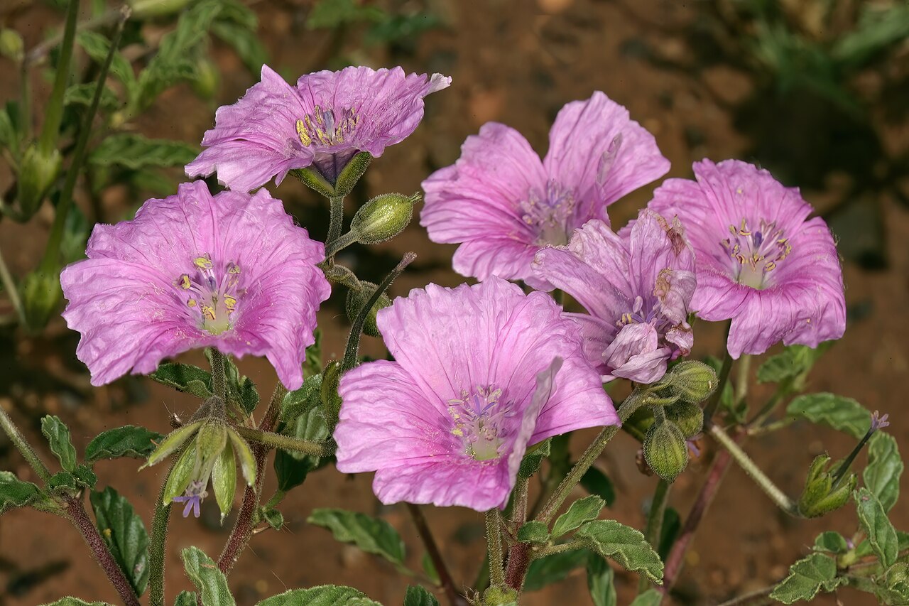 Crane's bill: Monsonia biflora (= Monsonia burkeana ), flowers; recently burned grassland on dolomite, between Carltonville and Ventersdorp. North West, South Africa