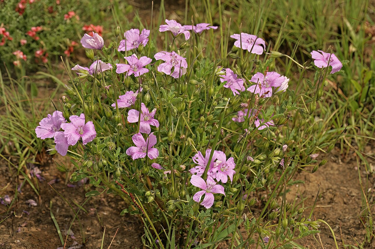 Crane's bill: Monsonia biflora (= Monsonia burkeana ), plant in flower; recently burned grassland near Ventersdorp, North West, South Africa