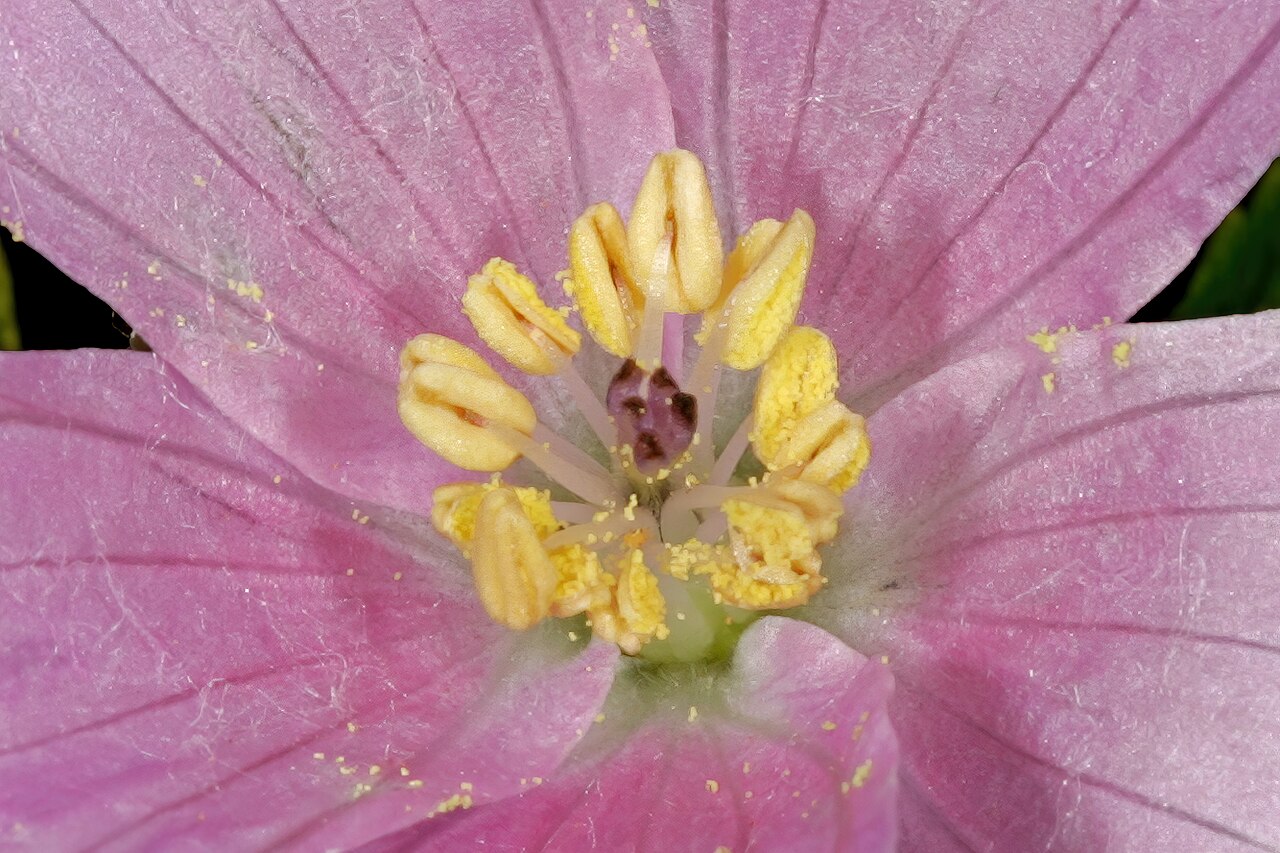 Crane's bill: Monsonia biflora (= Monsonia burkeana ), detail of flower centre; Bobbejaansberg Nature Reserve, Cullinan, Gauteng, South Africa