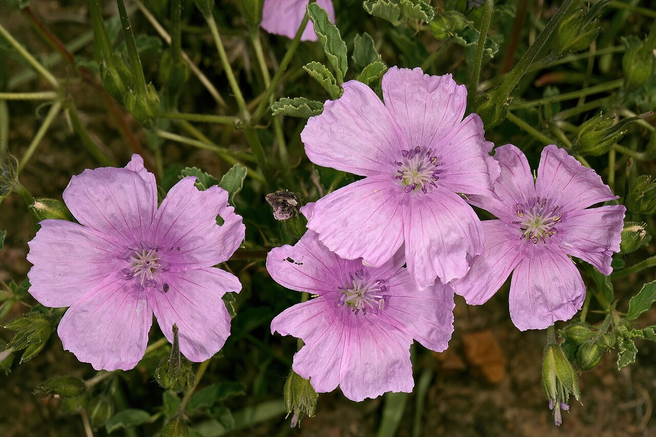 Crane's bill: Monsonia biflora (= Monsonia burkeana ), flowers; recently burned grassland near Ventersdorp, North West, South Africa
