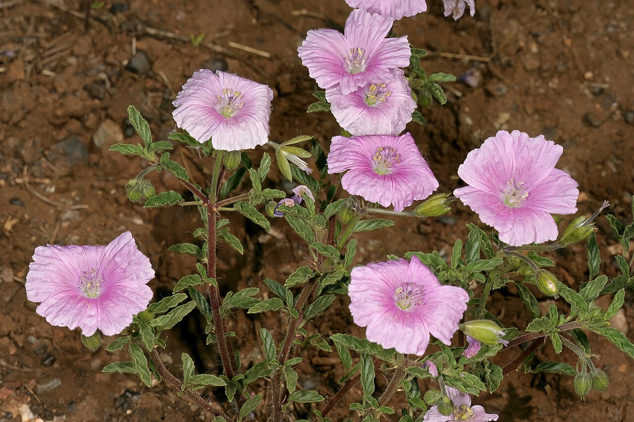 Crane's bill: Monsonia biflora (= Monsonia burkeana ), plant in flower; recently burned grassland on dolomite, between Carltonville and Ventersdorp. North West, South Africa