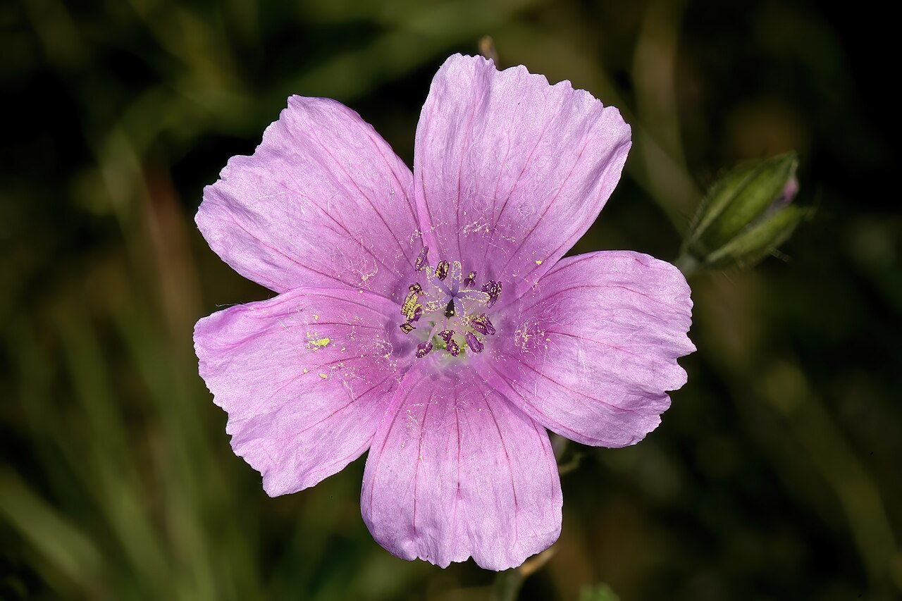 Crane's bill: Monsonia biflora (= Monsonia burkeana ), flower; recently burned grassland on dolomite, between Carltonville and Ventersdorp. North West, South Africa