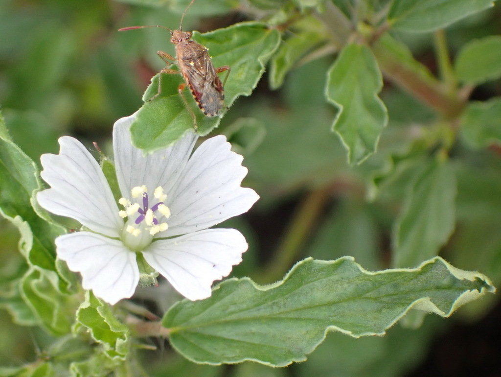 Monsonia brevirostrata (Monsonia brevirostrata)