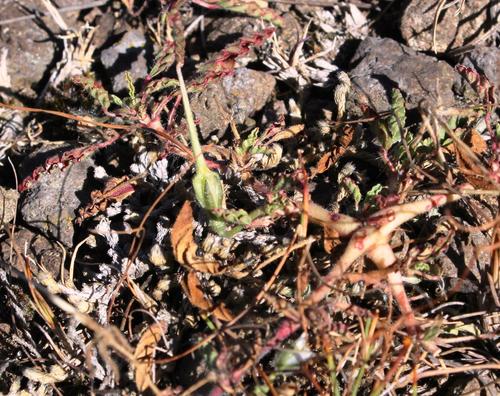 Monsonia brevirostrata (Monsonia brevirostrata)