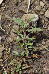 Monsonia brevirostrata (Monsonia brevirostrata)