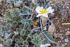 Monsonia drudeana (Monsonia drudeana)