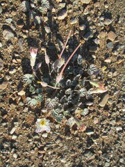 Monsonia drudeana (Monsonia drudeana)