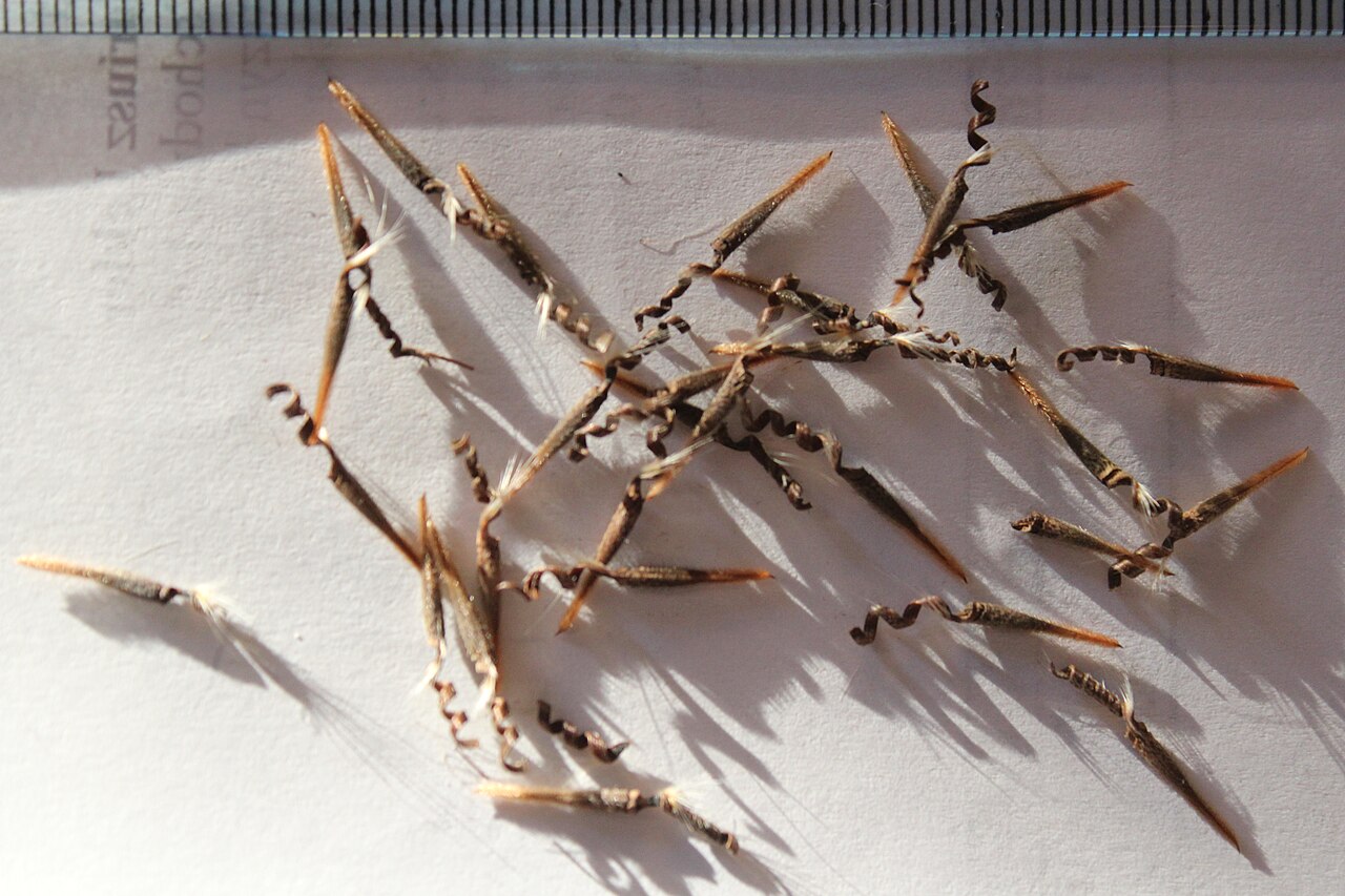 Dysentery herb: Monsonia emarginata seeds.