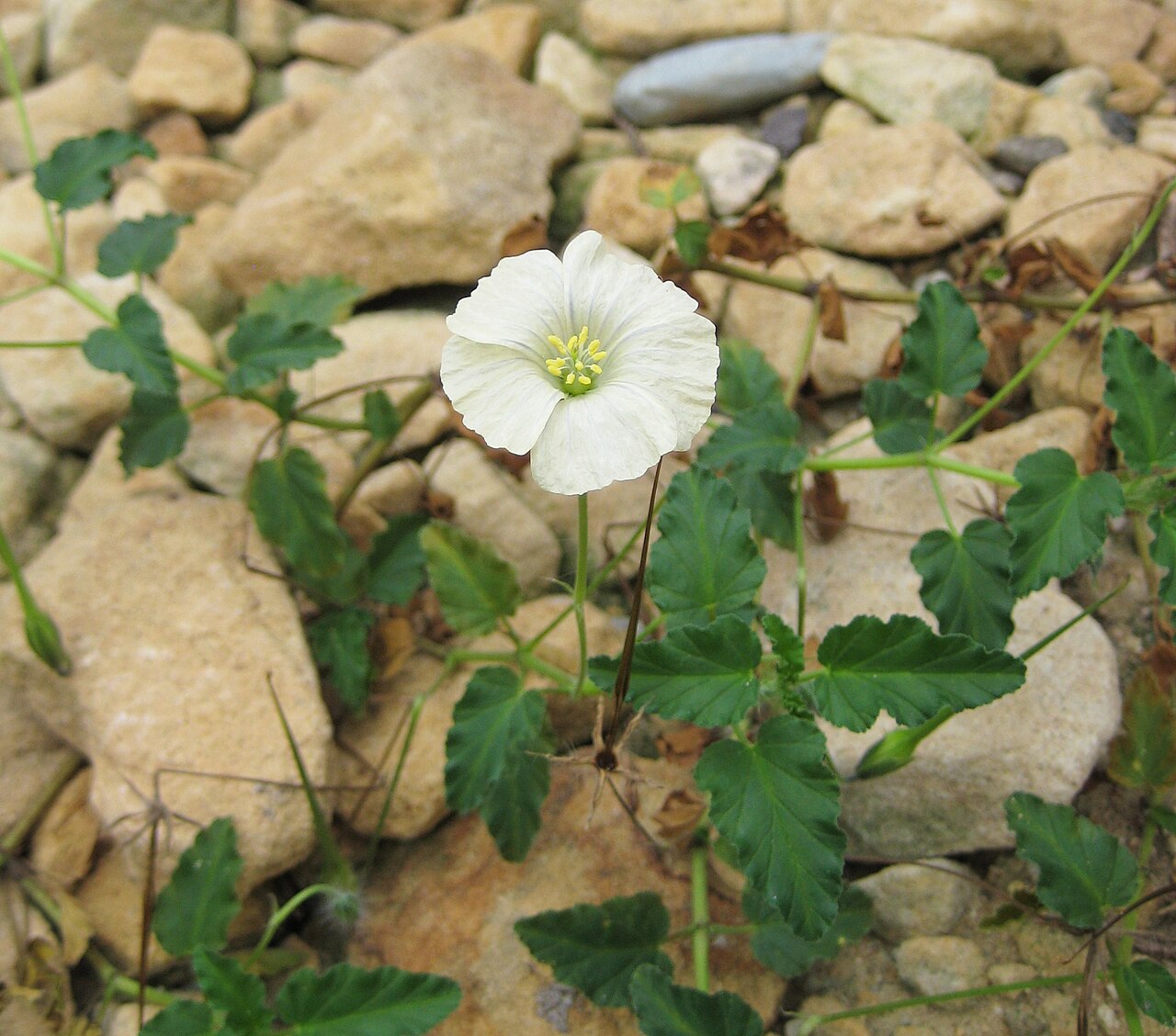 Dysentery herb: Monsonia emarginata im Botanischen Garten Dresden