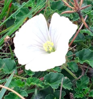 Dysentery herb: Flower of Monsonia emarginata
