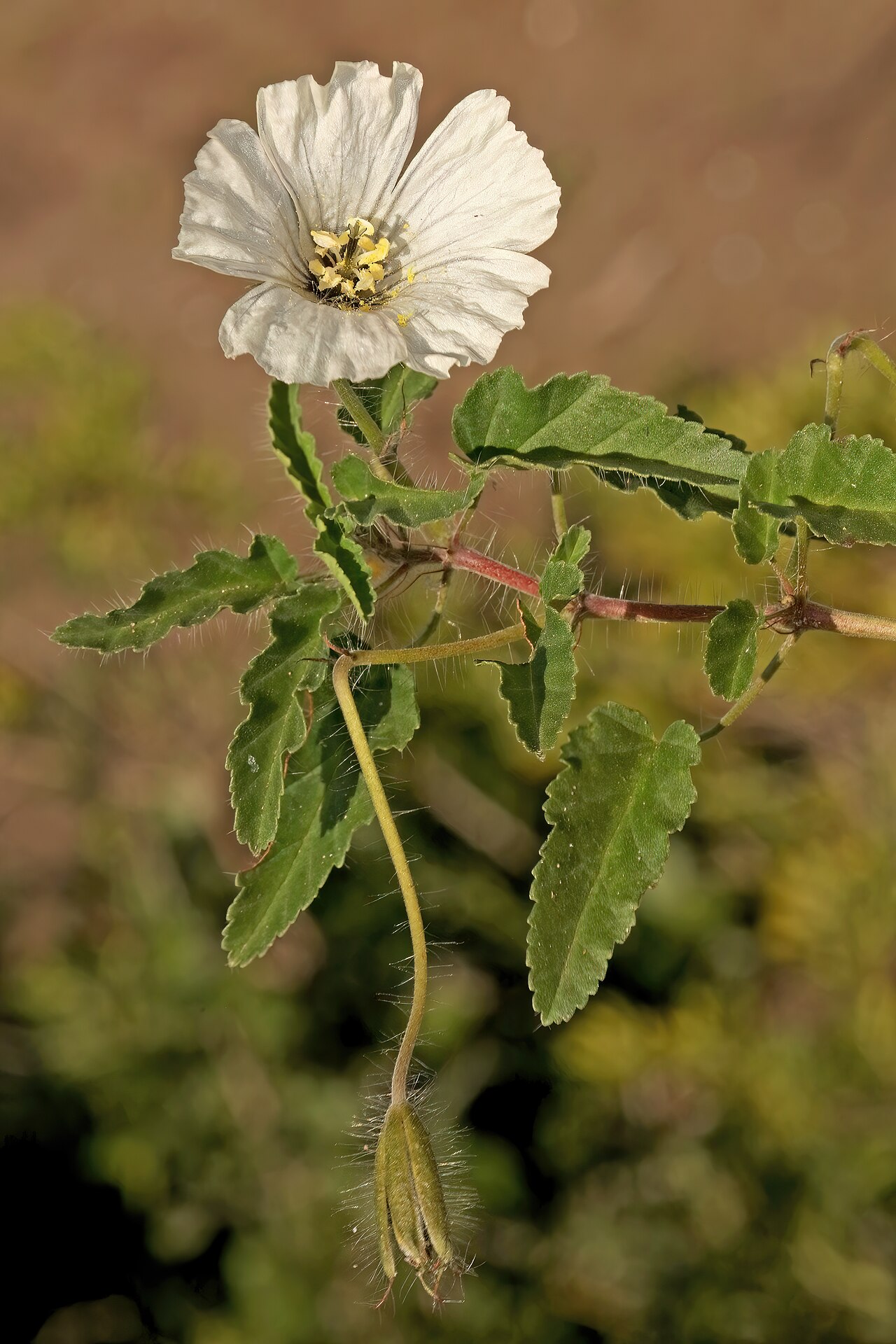 Dysentery herb: Monsonia emarginata , flower; open grassy area in coastal dune thicket, Hamburg, Eastern Cape, South Africa