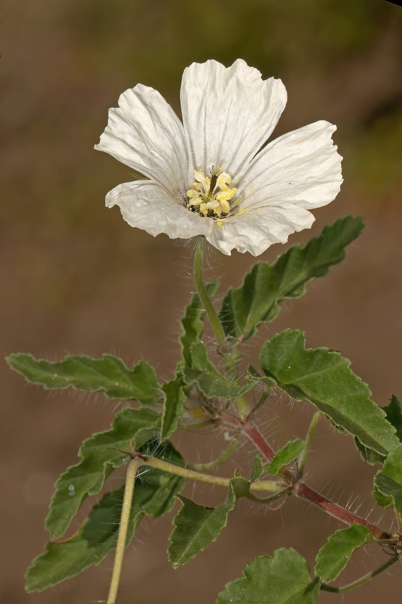 Dysentery herb: Monsonia emarginata , flower; open grassy area in coastal dune thicket, Hamburg, Eastern Cape, South Africa
