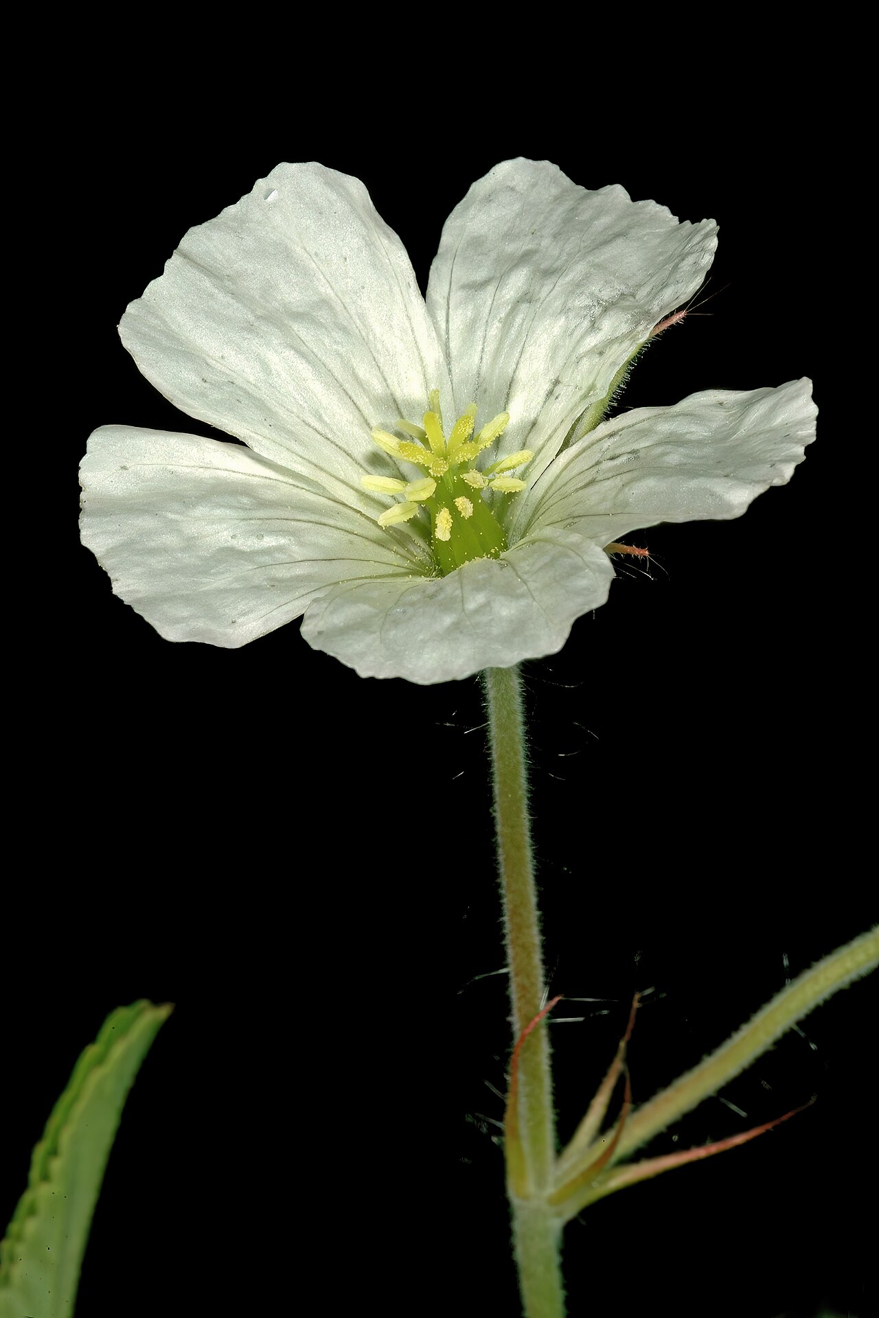Dysentery herb: Monsonia glauca , flower; Duiwekop, between Polokwane and Louis Trichardt, Limpopo. South Africa