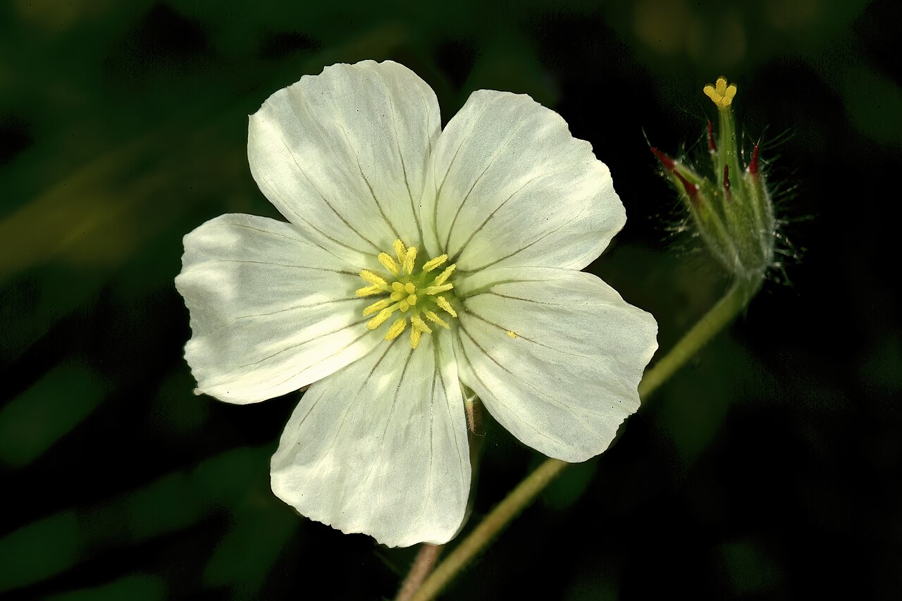 Dysentery herb: Monsonia glauca , flower; Duiwekop, between Polokwane and Louis Trichardt, Limpopo. South Africa