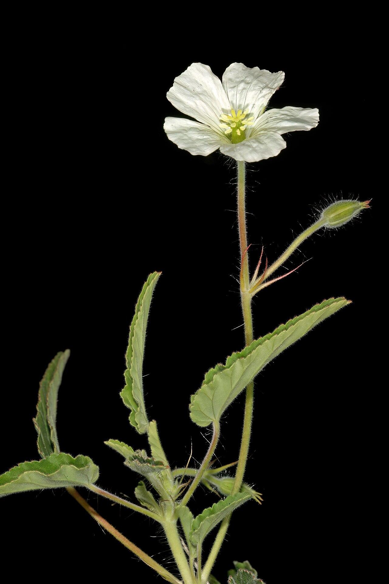 Dysentery herb: Monsonia glauca , flower; Duiwekop, between Polokwane and Louis Trichardt, Limpopo. South Africa