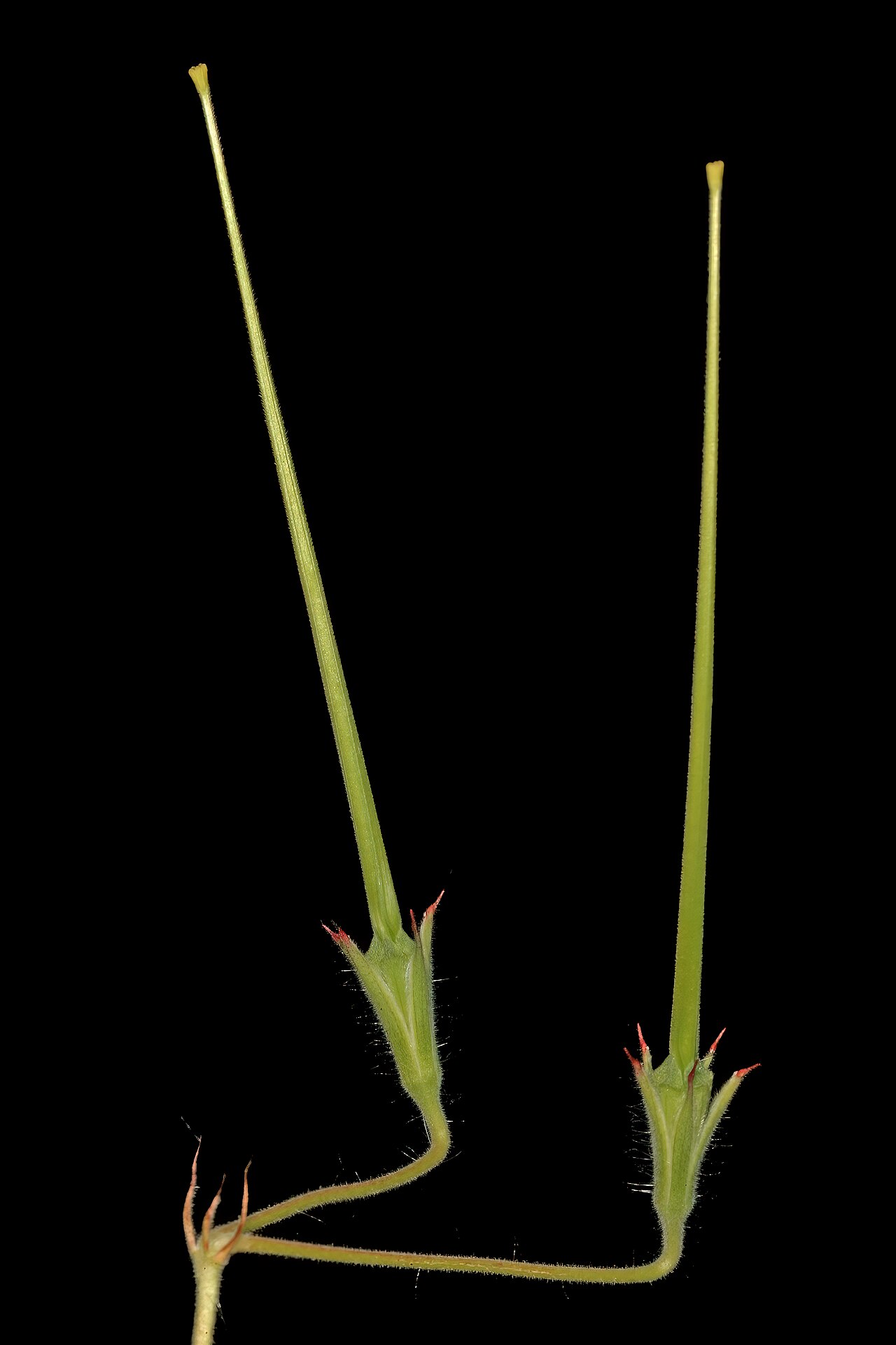 Dysentery herb: Monsonia glauca , developing fruit; Duiwekop, between Polokwane and Louis Trichardt, Limpopo. South Africa