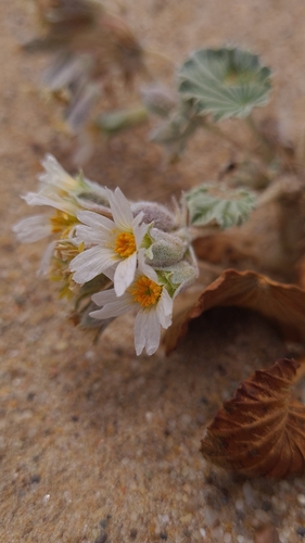 Monsonia ignorata (Monsonia ignorata)