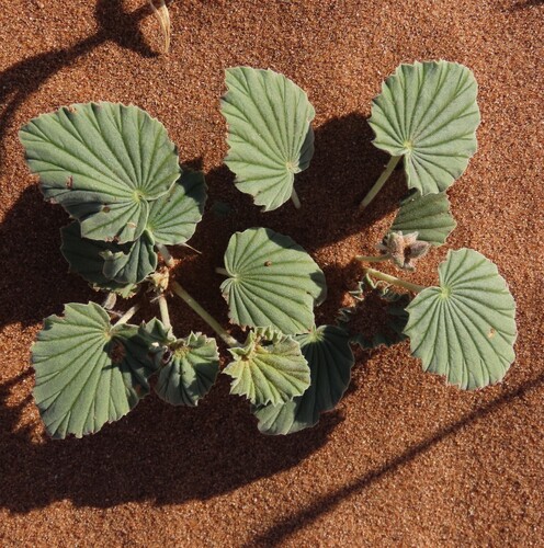 Monsonia ignorata (Monsonia ignorata)
