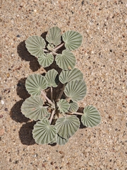 Monsonia ignorata (Monsonia ignorata)
