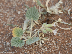 Monsonia ignorata (Monsonia ignorata)