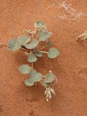 Monsonia ignorata (Monsonia ignorata)