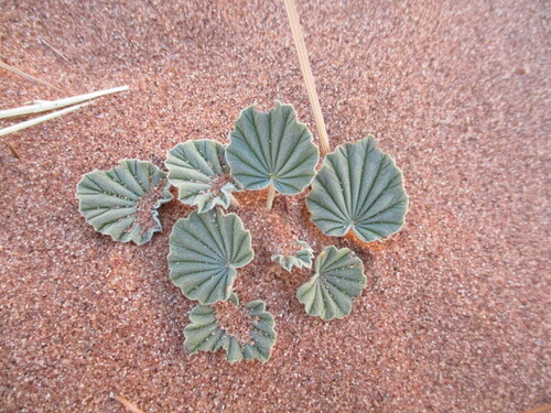 Monsonia ignorata (Monsonia ignorata)