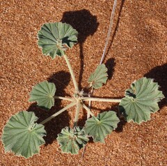 Monsonia ignorata (Monsonia ignorata)