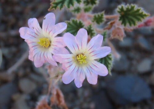 Monsonia luederitziana (Monsonia luederitziana)