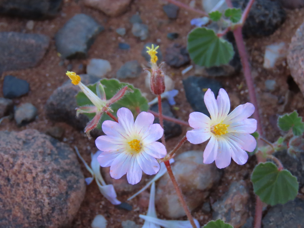 Monsonia luederitziana (Monsonia luederitziana)