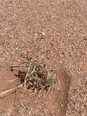 Monsonia nivea (Monsonia nivea)