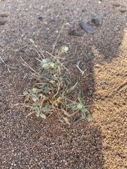 Monsonia nivea (Monsonia nivea)