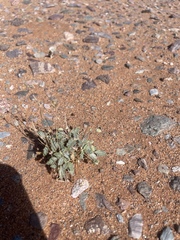 Monsonia nivea (Monsonia nivea)