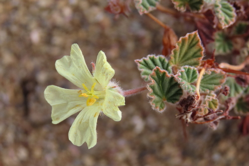 Monsonia parvifolia (Monsonia parvifolia)