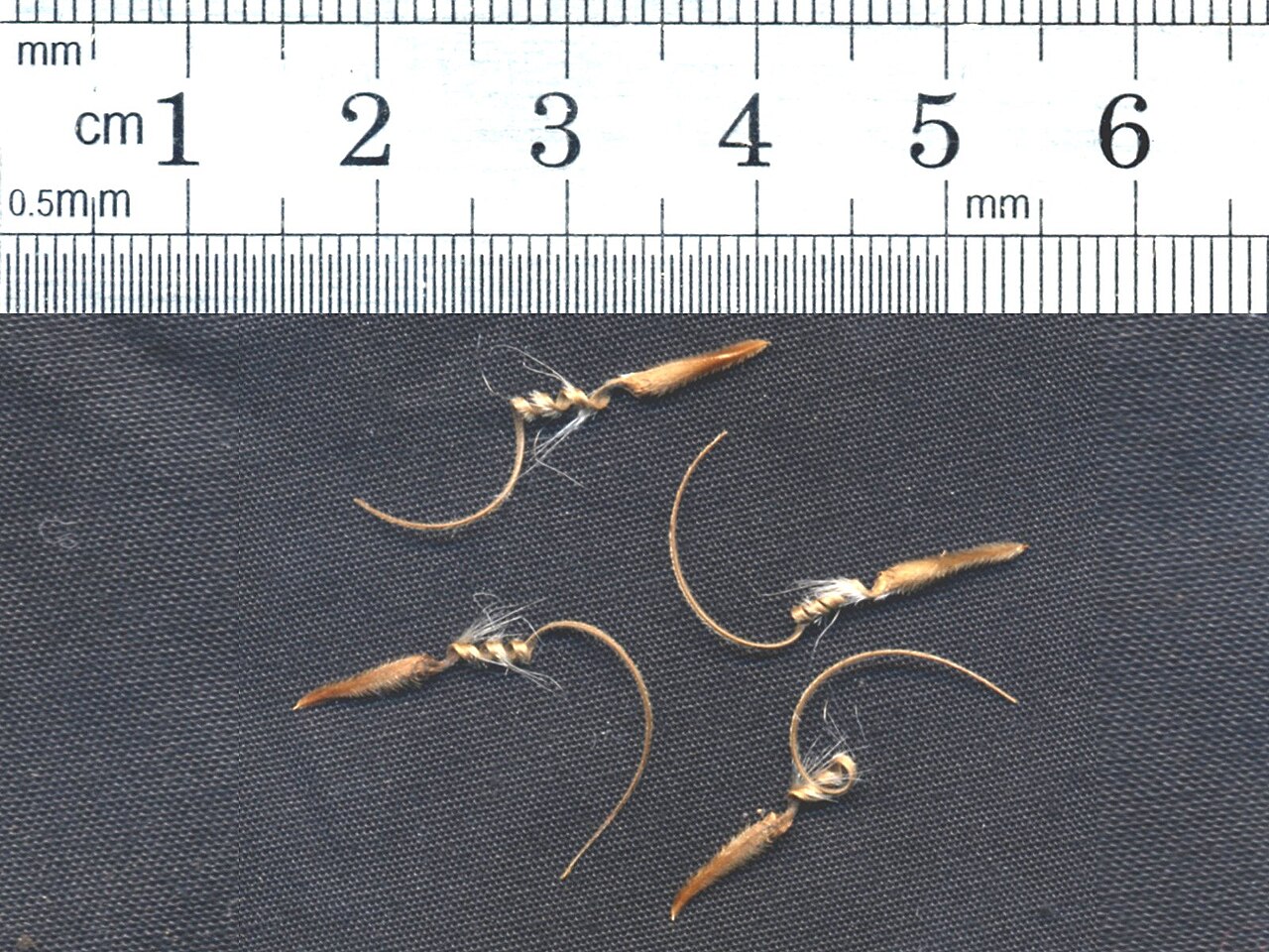 Monsonia praemorsa: Seeds of Monsonia angustifolia scanned with size information