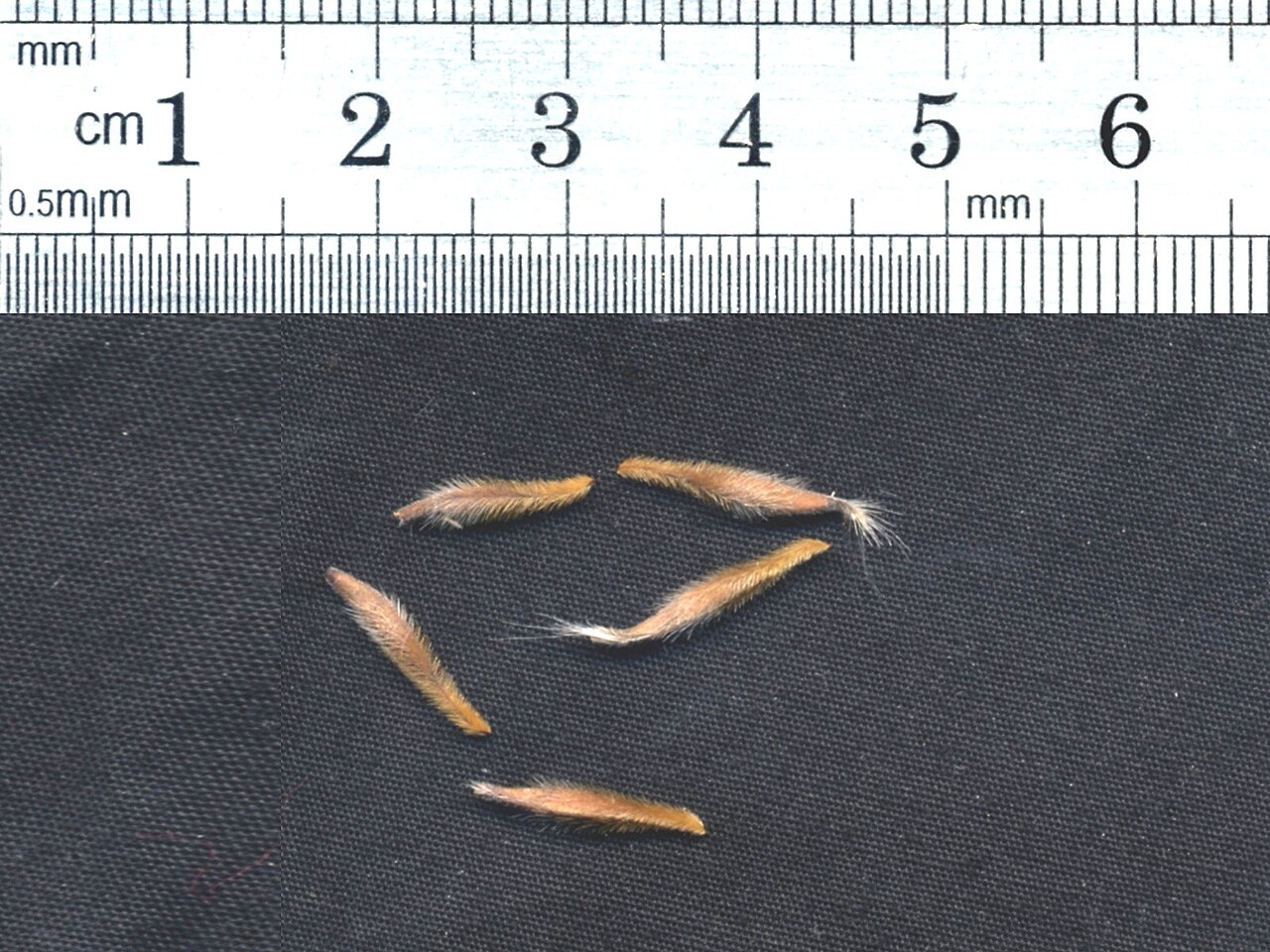 Monsonia praemorsa: Seeds of Monsonia praemorsa scanned with size information