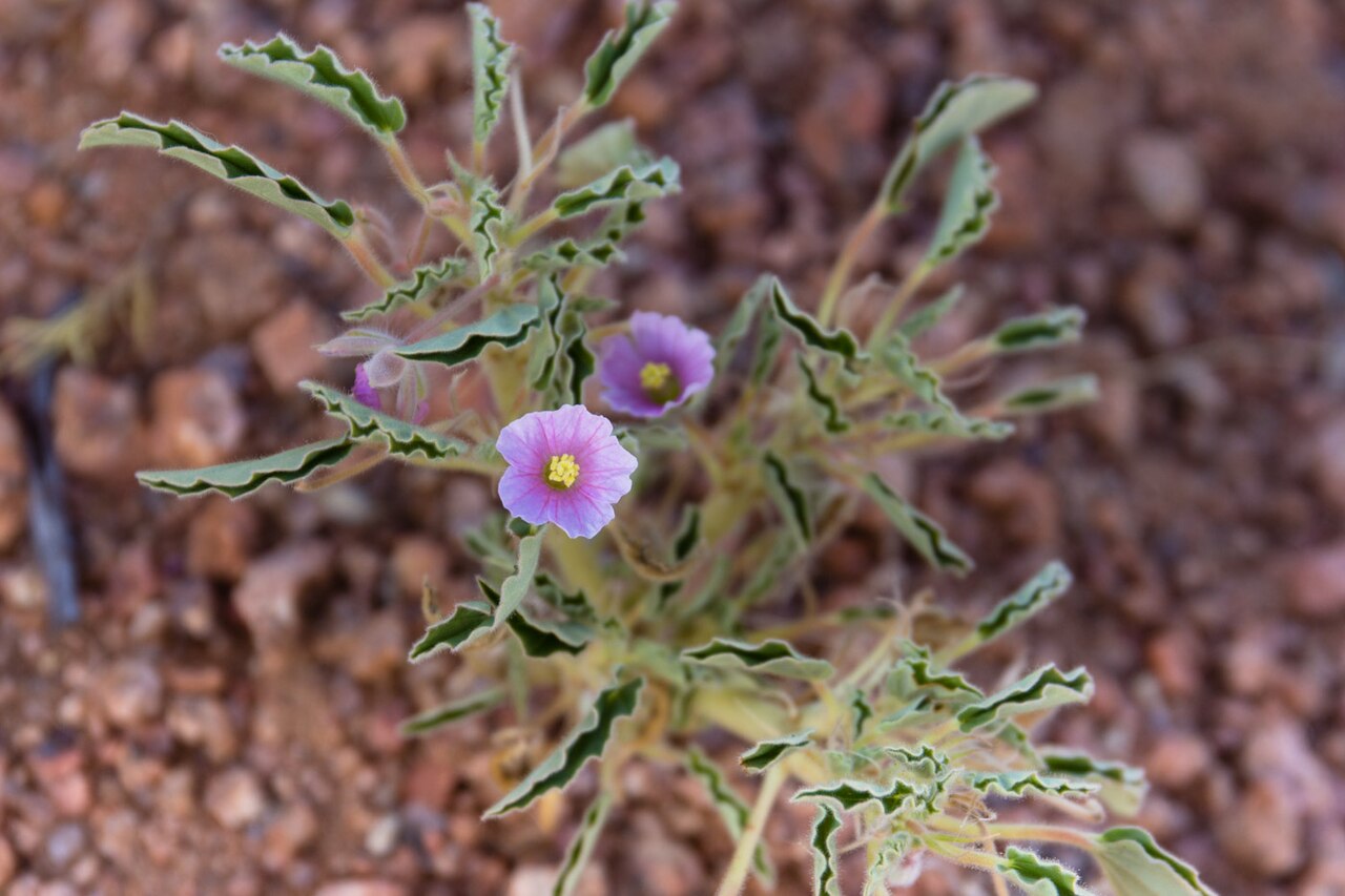 Monsonia senegalensis: Monsonia senegalensis-1980