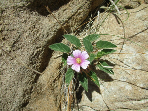 Monsonia senegalensis (Monsonia senegalensis)