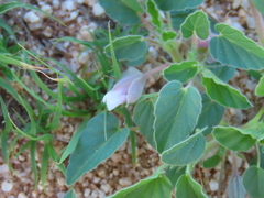 Monsonia senegalensis (Monsonia senegalensis)