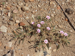 Monsonia senegalensis (Monsonia senegalensis)