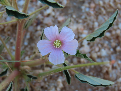 Monsonia senegalensis (Monsonia senegalensis)
