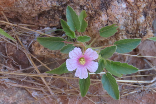 Monsonia senegalensis (Monsonia senegalensis)