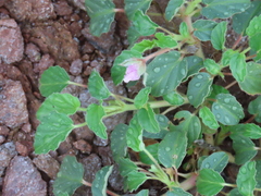 Monsonia senegalensis (Monsonia senegalensis)
