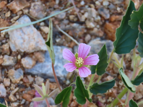 Monsonia senegalensis (Monsonia senegalensis)